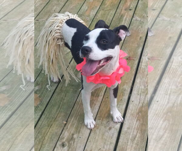 Medium Photo #16 Mutt Puppy For Sale in Murfreesboro, NC, USA