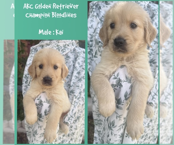 Medium Photo #1 Golden Retriever Puppy For Sale in SUGAR LAND, TX, USA