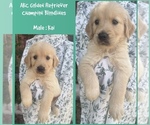 Small Golden Retriever