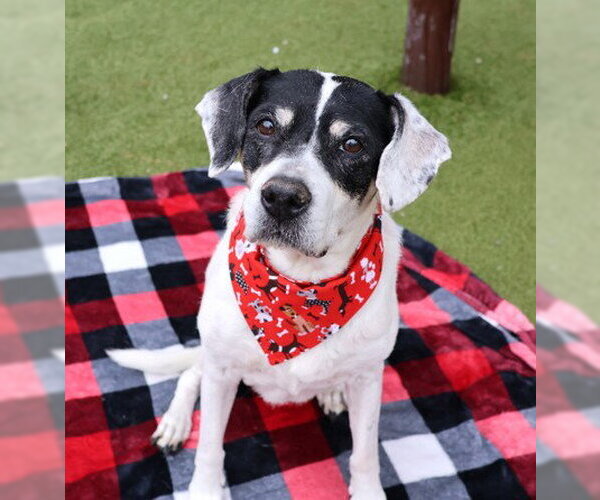 Medium Photo #1 Beagle-Unknown Mix Puppy For Sale in Rockaway, NJ, USA