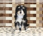 Small #2 Bernedoodle (Miniature)