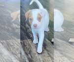 Small #1 Chihuahua-Spaniel Mix