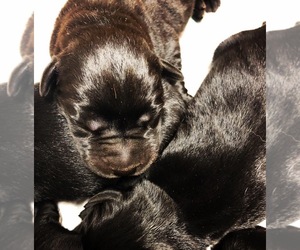 Labrador Retriever Puppy for sale in LAFAYETTE, MS, USA