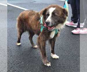 Collie-Unknown Mix Dogs for adoption in Silver Spring, MD, USA