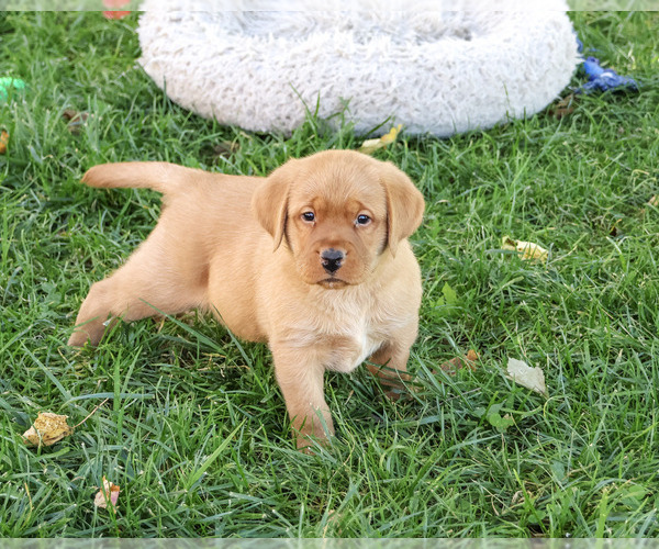 Medium Photo #2 Labrador Retriever Puppy For Sale in SYRACUSE, IN, USA