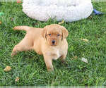 Ricky - Male Labrador Retriever Puppy for Sale - Photo #2