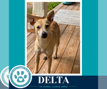 Delta 091926 - Female Chihuahua-Unknown Mix Dog for Adoption - Small photo