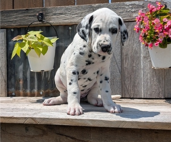 Medium Photo #8 Dalmatian Puppy For Sale in GOSHEN, IN, USA