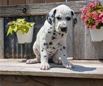 Small #7 Dalmatian