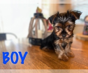 Yorkshire Terrier Puppy for sale in COOLBAUGH TOWNSHIP, PA, USA