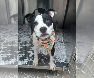 Lilith aka Lily - Female Mutt Dog for Adoption - Photo #15