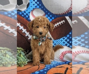 Goldendoodle (Miniature) Puppy for Sale in KIRKWOOD, Pennsylvania USA