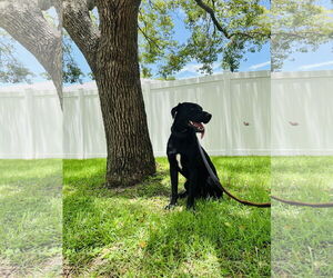 Labrador Retriever-Unknown Mix Dogs for adoption in Tampa, FL, USA