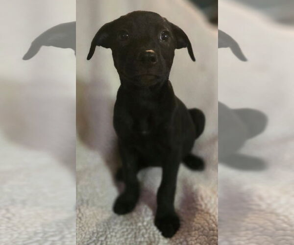 Medium Photo #7 Labrador Retriever-Unknown Mix Puppy For Sale in Alexander, AR, USA