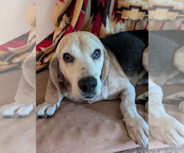 Medium Photo #12 Beagle Puppy For Sale in Dunnellon, FL, USA