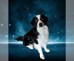 Small #1 Australian Shepherd