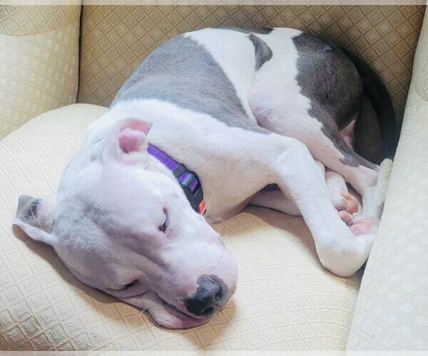 Medium Photo #37 American Pit Bull Terrier-Unknown Mix Puppy For Sale in Germantown, OH, USA