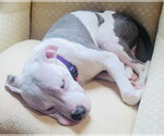 Small #36 American Pit Bull Terrier Mix