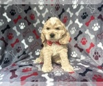 Small #3 Cocker Spaniel