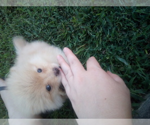 Pomeranian Puppy for sale in WINCHESTER, OH, USA
