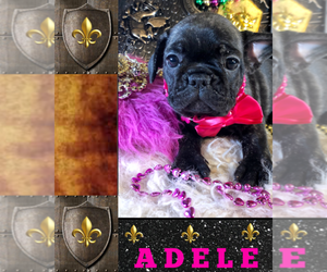 French Bulldog Puppy for sale in HEATHROW, FL, USA
