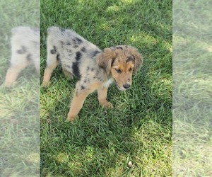 Aussiedor Puppy for sale in MADISON, VA, USA