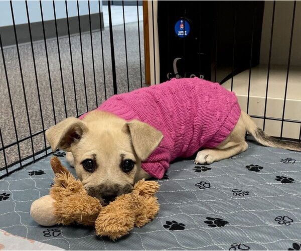 Medium Photo #1 Mountain Cur-Unknown Mix Puppy For Sale in Plainfield, IL, USA