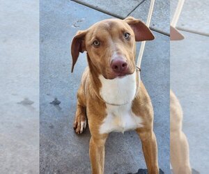 American Pit Bull Terrier-Labrador Retriever Mix Dogs for adoption in Bolivar, MO, USA