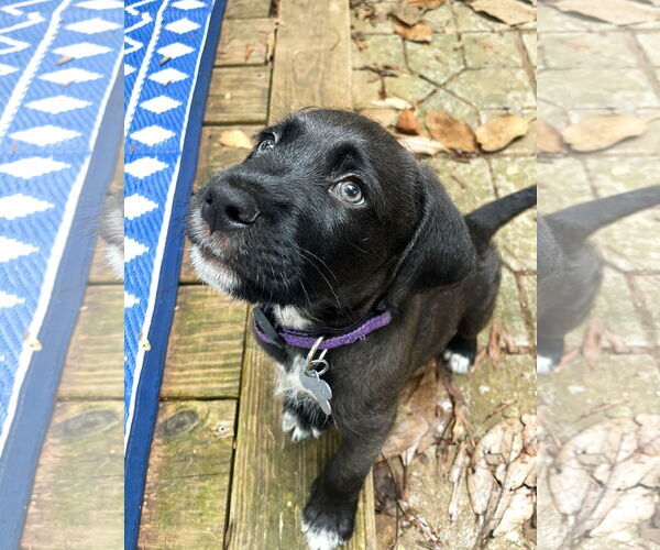 Medium Photo #1 Labrador Retriever Puppy For Sale in Holly Springs, NC, USA