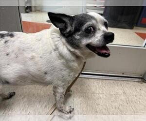 Rat-Cha Dogs for adoption in Plano, TX, USA