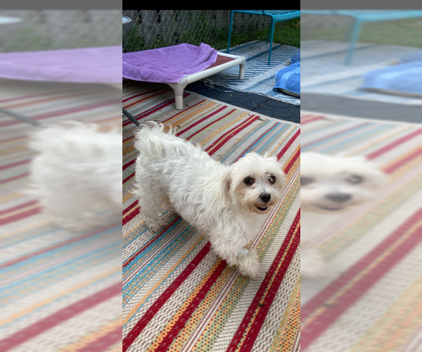 Medium Photo #2 Maltese Puppy For Sale in St. Louis Park, MN, USA