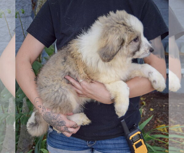 Medium Photo #3 Collie-Great Pyrenees Mix Puppy For Sale in Huntley, IL, USA