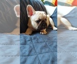 Small Photo #45 French Bulldog Puppy For Sale in MANHATTAN, NY, USA
