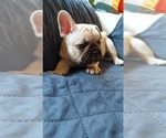 Small #44 French Bulldog