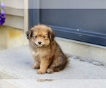 Small #1 Pom-A-Poo