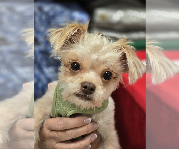 Medium Photo #1 Mutt Puppy For Sale in Morganville, NJ, USA