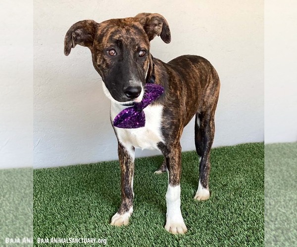 Medium Photo #5 American Pit Bull Terrier-Dutch Shepherd  Mix Puppy For Sale in San Diego, CA, USA