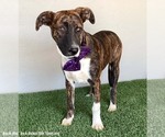 Small #4 American Pit Bull Terrier-Dutch Shepherd  Mix