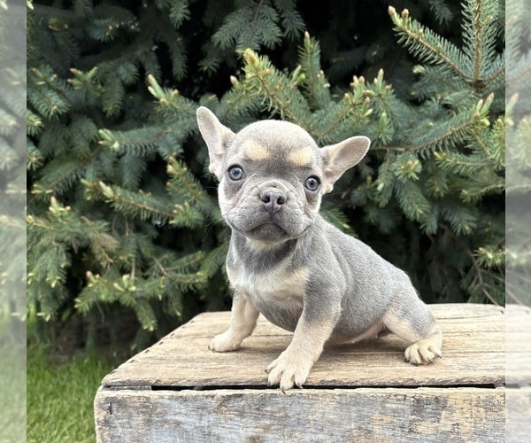 Medium Photo #1 French Bulldog Puppy For Sale in MIDDLEBURY, IN, USA