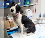 Small #10 Mutt