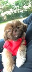 Shih Tzu Puppy for sale in HOUSTON, TX, USA