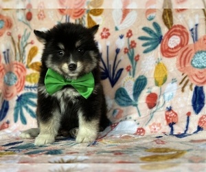 Pomsky-Shiba Inu Mix Puppy for sale in LANCASTER, PA, USA