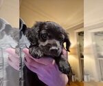 Small #1 Labrador Retriever Mix
