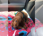 Small Photo #6 Irish Setter Puppy For Sale in KINGWOOD, TX, USA