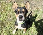 Small #2 Labrador Retriever Mix