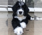 Small Photo #9 Bernedoodle Puppy For Sale in MIAMISBURG, OH, USA