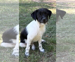 Mutt Dogs for adoption in Rockaway, NJ, USA