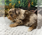 Small #6 Shorkie Tzu