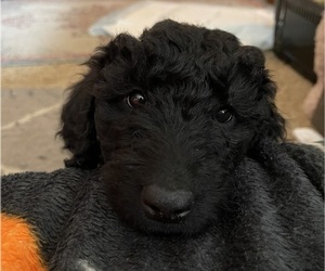 Goldendoodle Puppy for sale in MIDDLETOWN, OH, USA