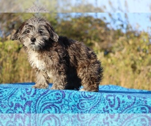 ShihPoo Puppy for sale in DYERSBURG, TN, USA